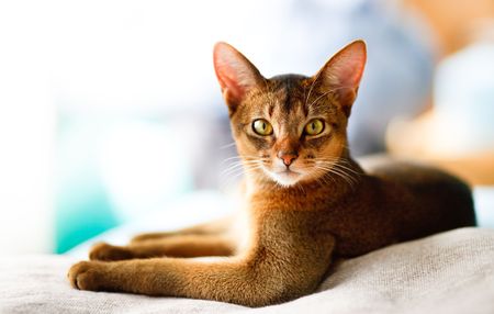 How To Find A Holistic Vet For Your Cat