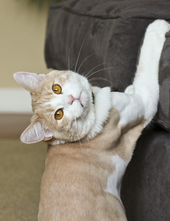 Proven ways to help stop Cats Scratching Furniture from the experts in everything Feline.