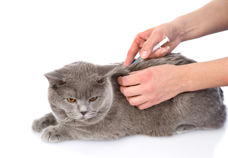 Tips To Avoid Over Vaccinating Your Cat