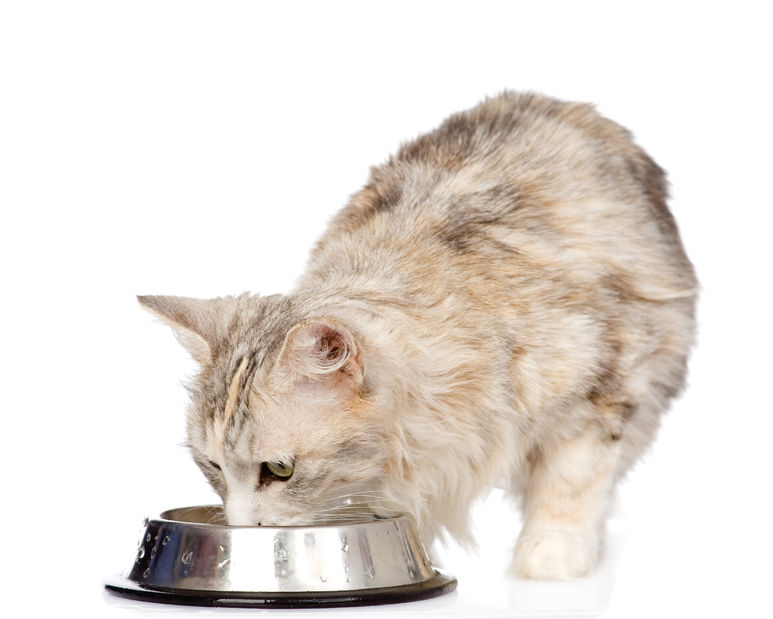 Bone Broth: A Great Way To Add Moisture To Your Cat's Dry Food