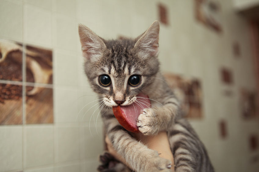 3 Reasons Why You Should Feed Your Cat A Variety Of Foods