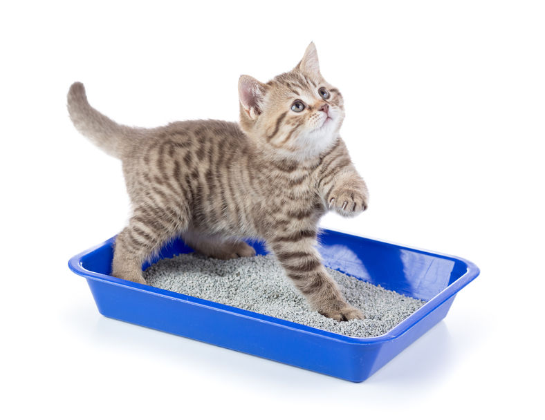 Training Kittens To Use The Litter Box