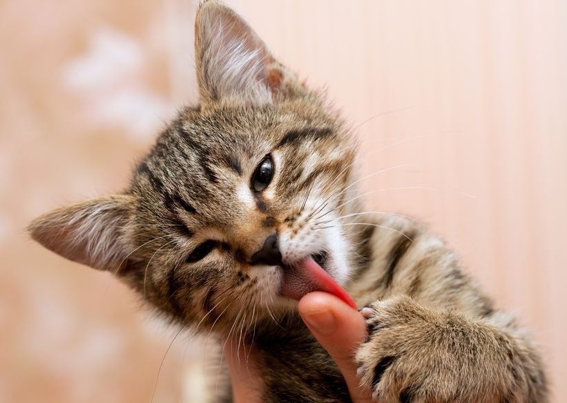 Is It Safe When We're Letting Our Cats Lick Us?