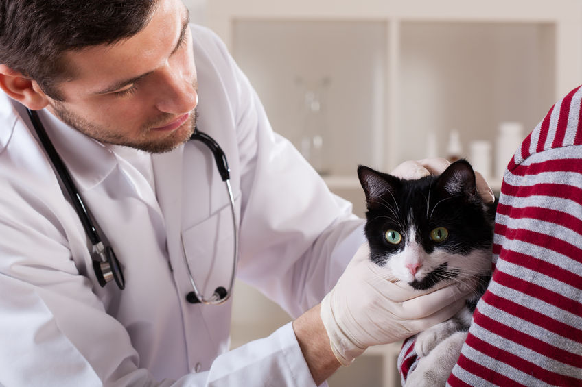 We should all be questioning our vet for better knowledge about the health of our cats