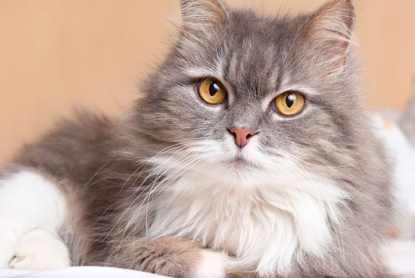 3 Easy Ways To Stop The Hairballs For Good