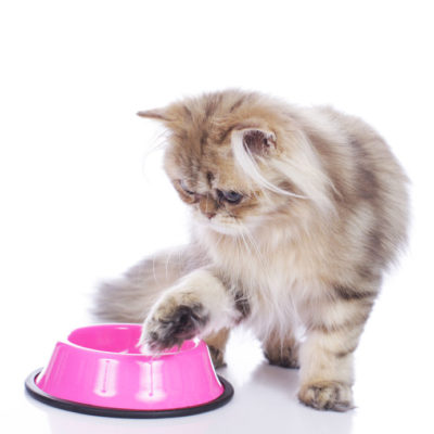 Why Patience Is A Virtue When Switching Your Cat's Food - Two Crazy Cat