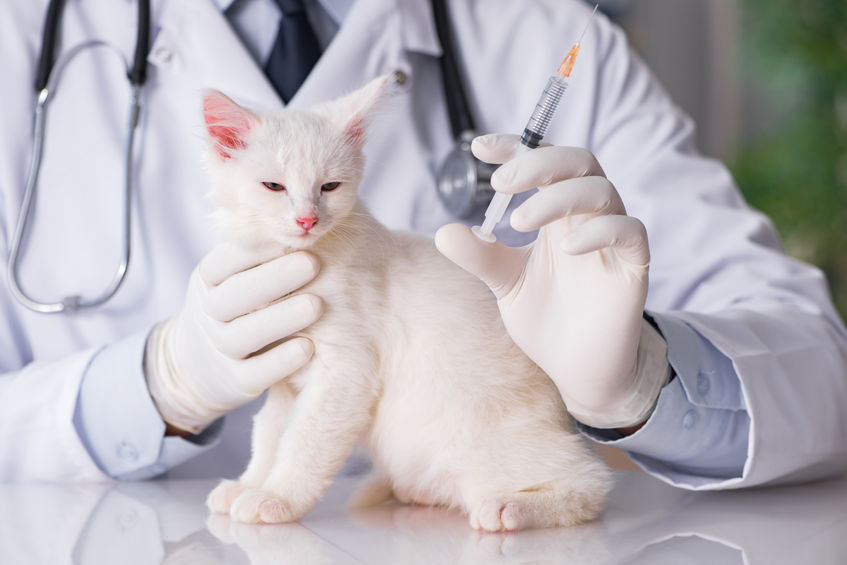 Our Vaccine Protocol for Kittens