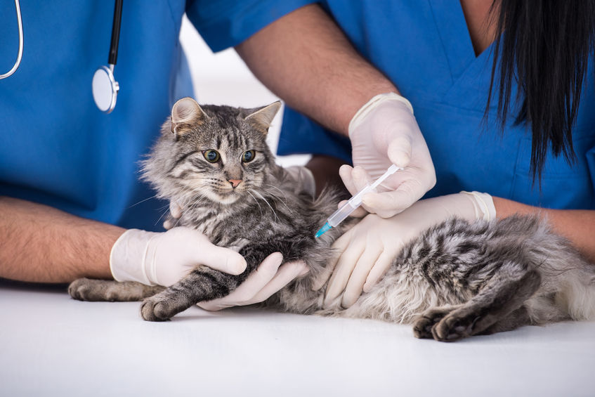 Does your cat need vaccines or is she already protected?