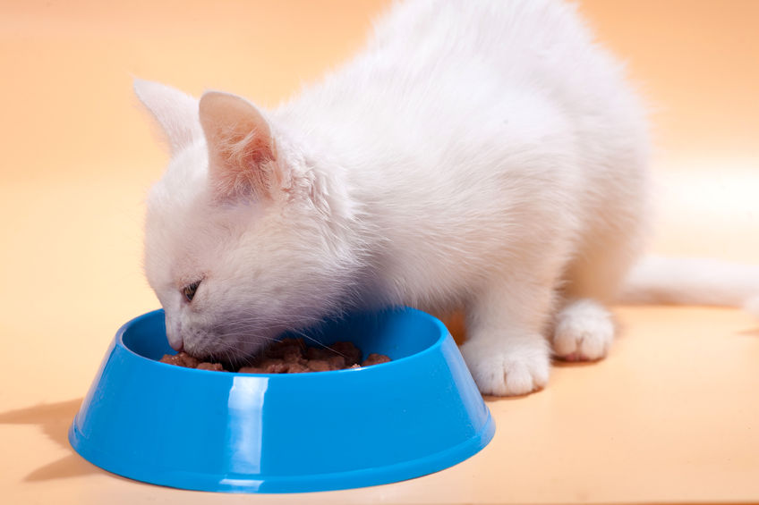 Cats get allergies to meat, if fed the same one over time