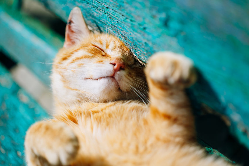 Cats Over 10 Should Be Given Joint Supplementation To Prevent and Treat Pain