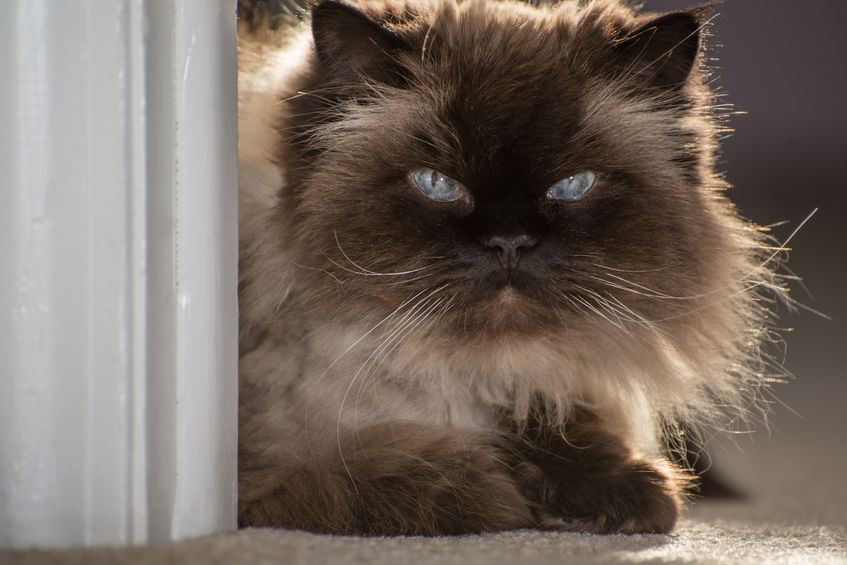 How to care for Persian and Himalayan Cat Eyes