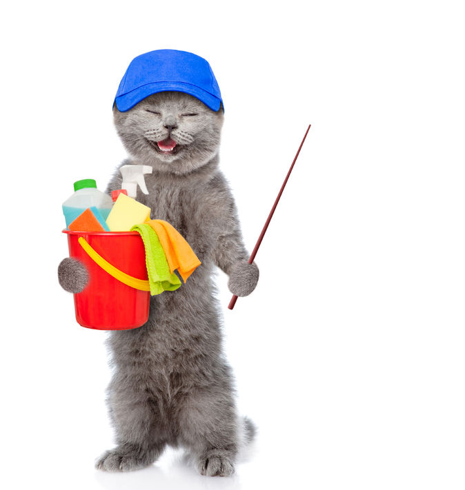 Common Household Cleaners That Are Toxic To Cats And Should Be Avoided