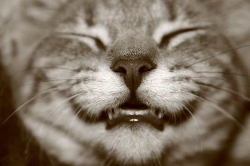 tips for Keeping your cat's teeth clean every day