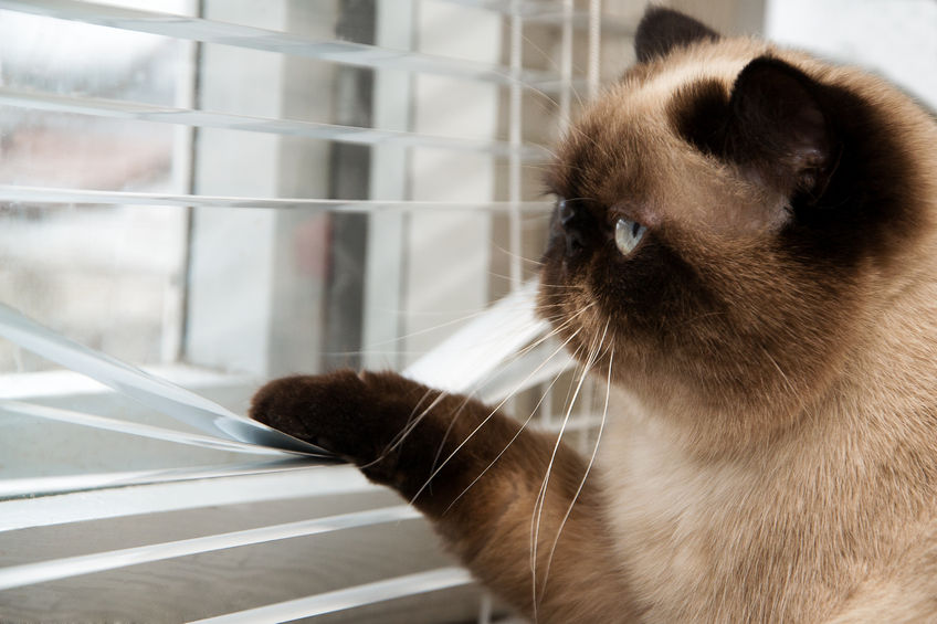 3 Tips On Letting Your Cat Outside Safely