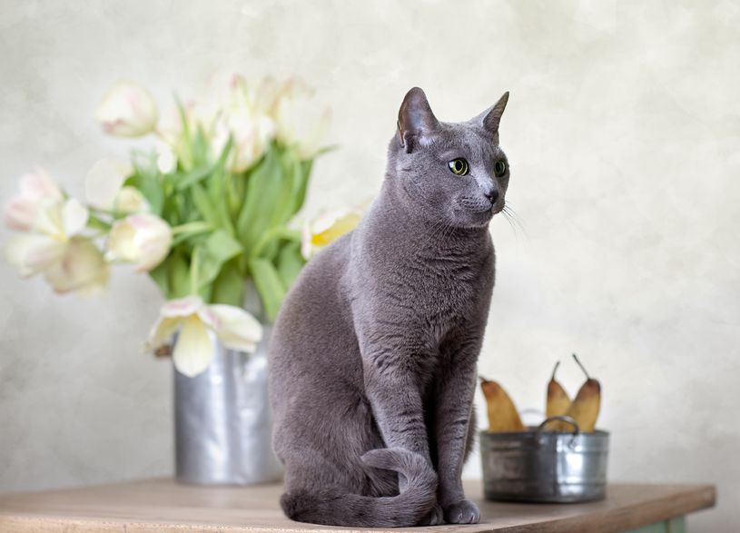 3 Plants That Are Toxic To Cats