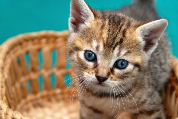 USDA Is Killing Kittens and You Are Funding It