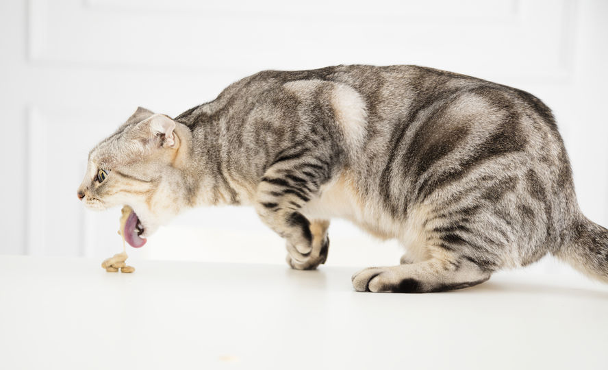 The answer as to why do cats vomit usually lies in the diet