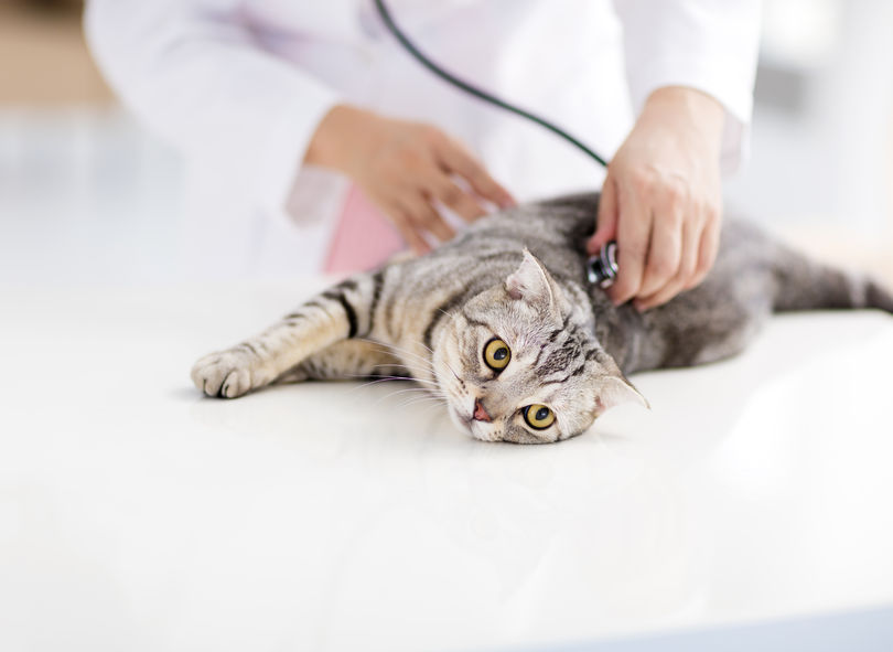Does MARS Petcare Actually Care About Your Cat?