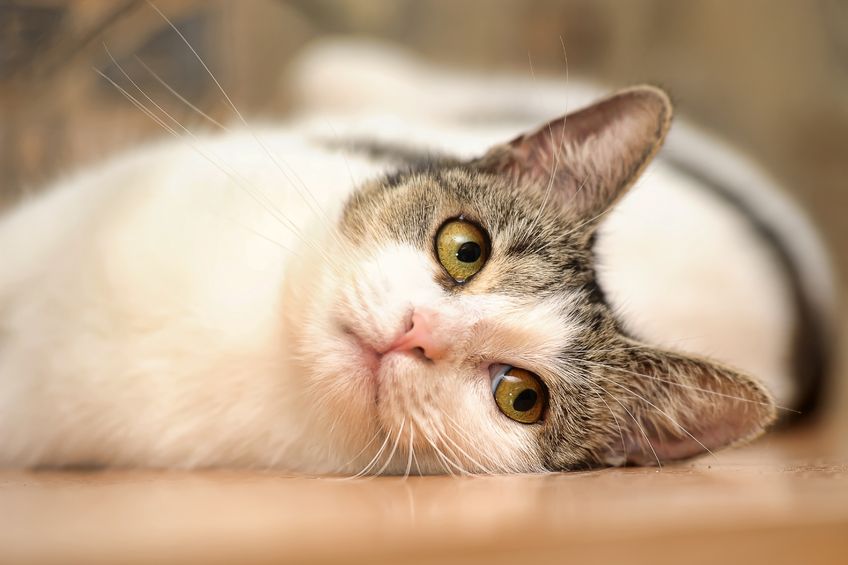 What You Should Know About Cats And Chemical Pest Control