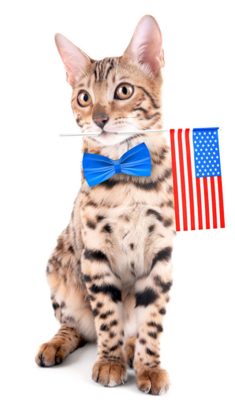 4th of July Safety Tips for Felines