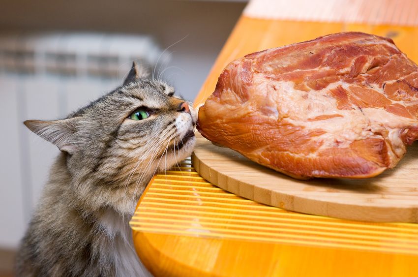 Cats need meat to survive and majority meat to thrive and be healthy