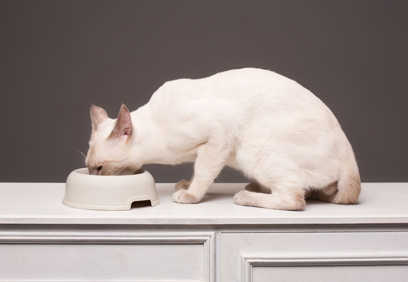 Feeding Freeze Dried Foods to your cat properly