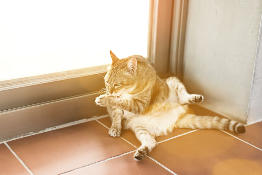 Helping Your Cat's Skin With Catnip Recipe