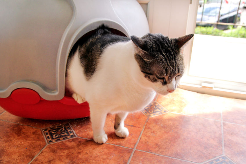 Stinky Cat Poop is not normal and is usually caused by diet
