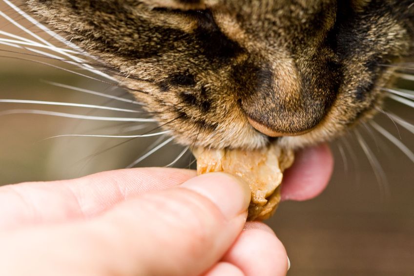 Toxic Cat Treats Are Being Sold In Stores