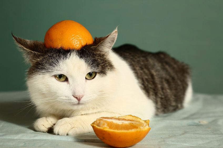 Vitamin C And Cats is a controversial topic that deserves more discussion