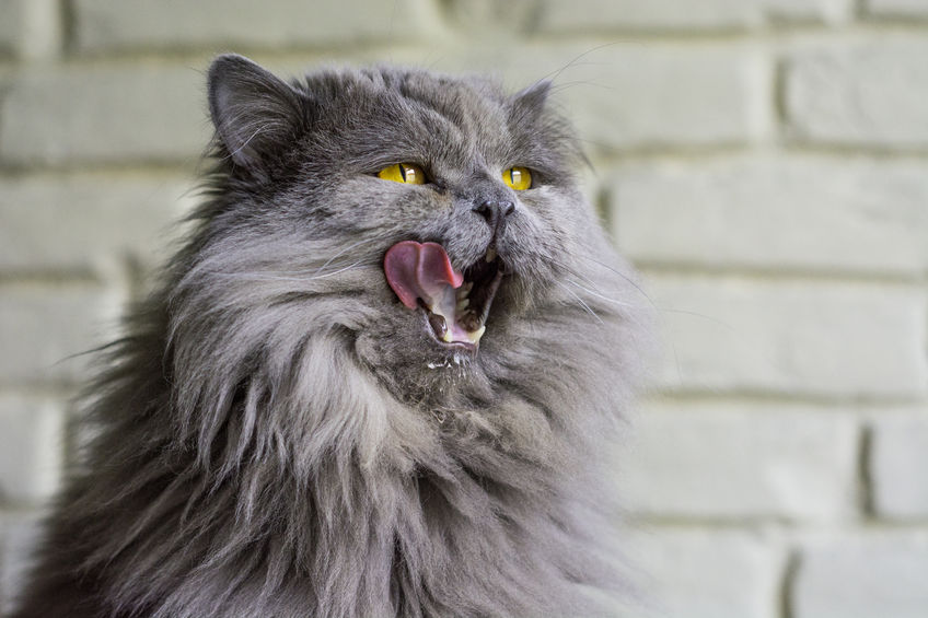 Is Cat Cannibalism Something That Happens With Domestic Cats?