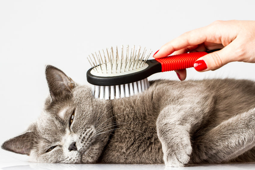 Why You Should Groom Your Cat Regularly