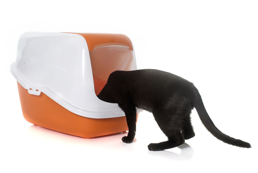 Does Your Cat Hate The Litter Box?