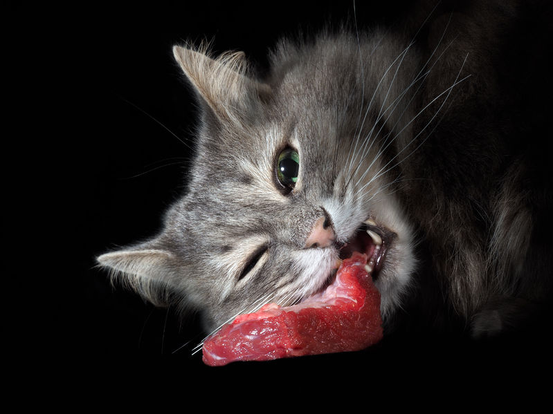 Why We Recommend Raw Feeding For Cats