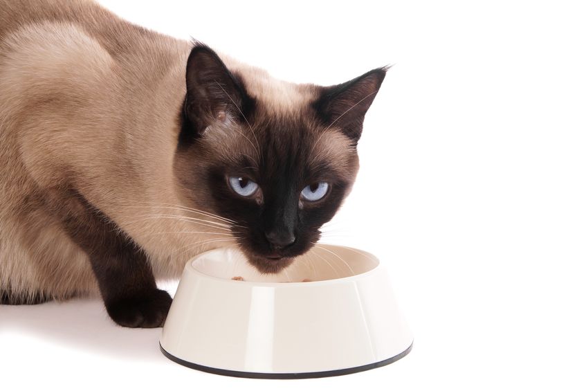 How To Feed Your Cat The Best Diet On A Budget