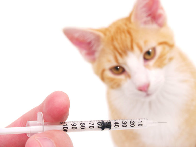 Do My Cats Need A Rabies Vaccine? Two Crazy Cat Ladies