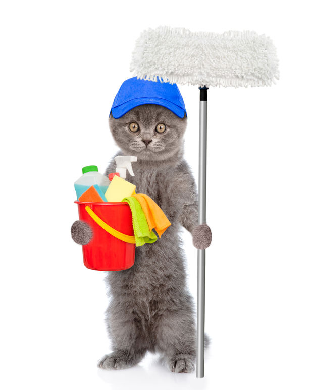 Recipe for a cheap and safe cleaner for homes with cats