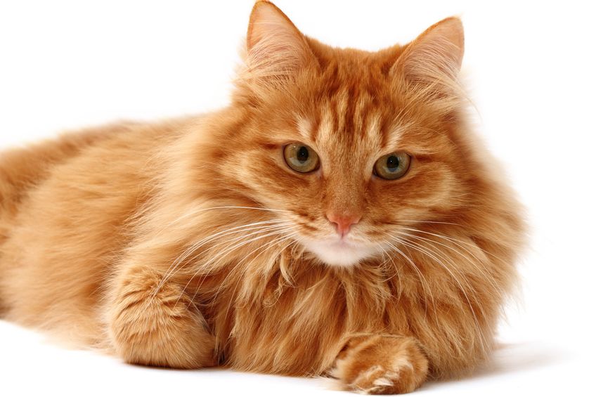 What Not To Feed Cats With Hyperthyroidism