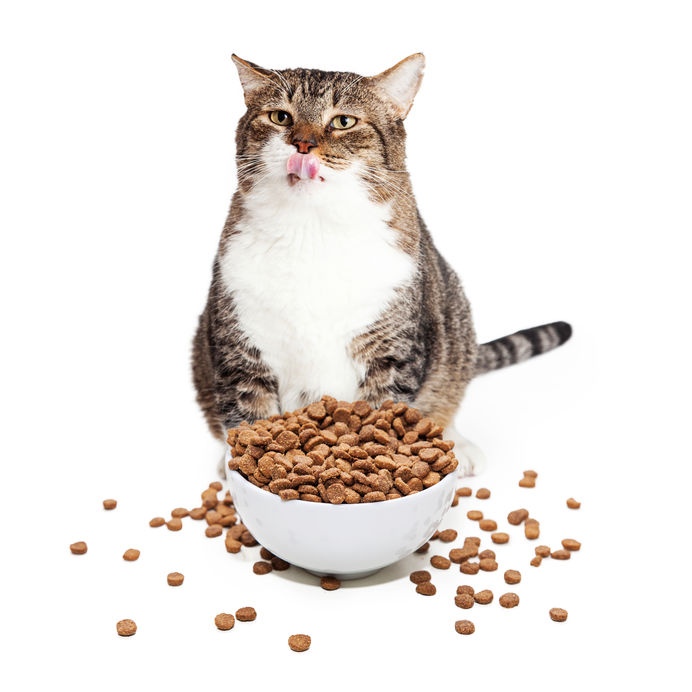 Grain free kibble is causing obesity and diabetes in cats