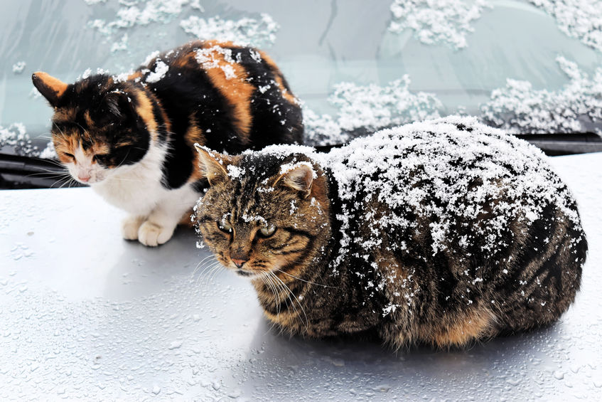 How To Help Keep Feral Cats Warm In The Winter Two Crazy Cat Ladies