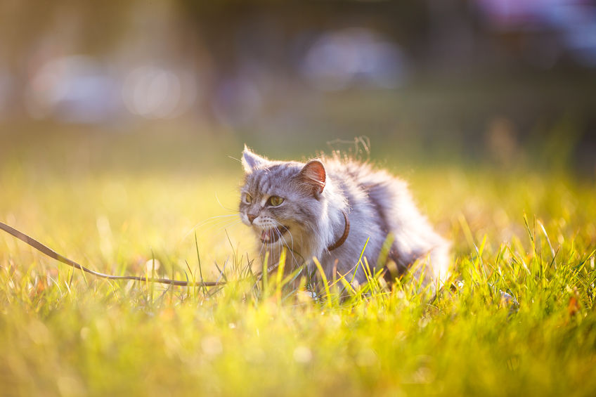 In order to manage your cat's stress levels it's important to know the signs of feline stress