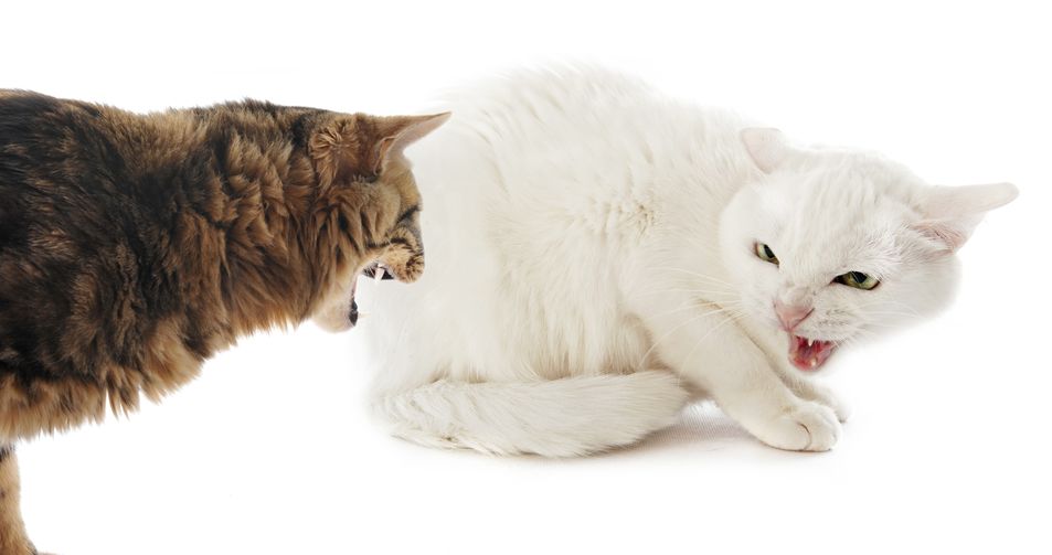 How To Help Cats That Suddenly Start Fighting Out Of Nowhere