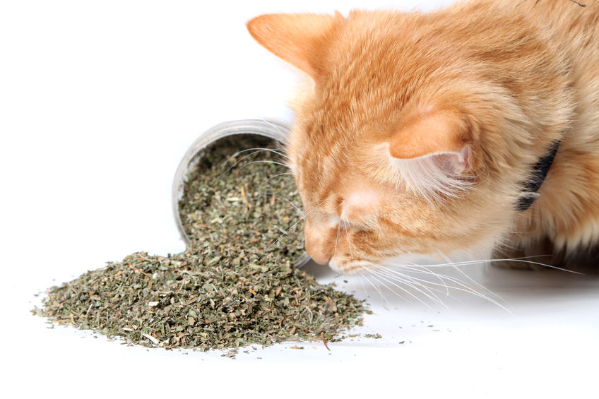 Why Organic Catnip is Important