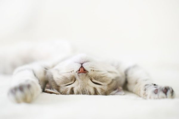 Tip On How To Help Cats With Asthma