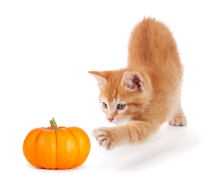 Pumpkin for Cats with Digestive Issues
