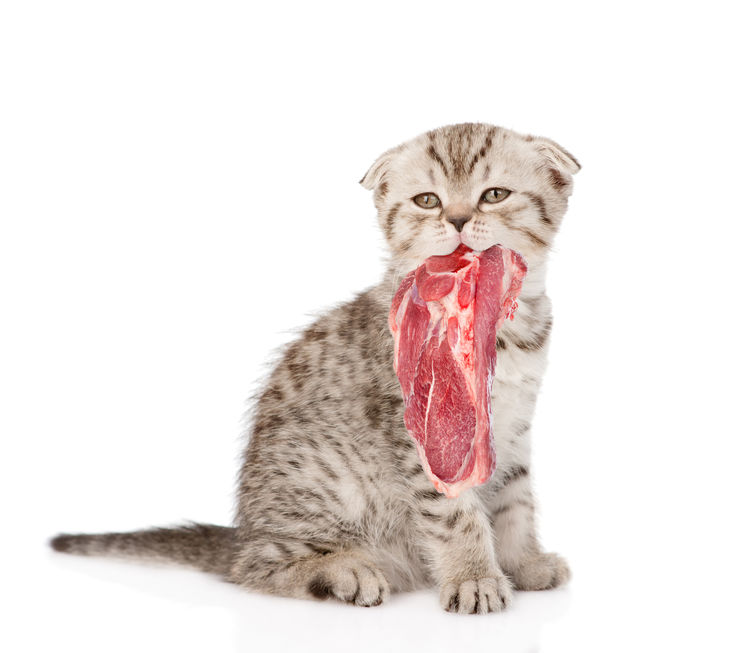 The Dangers In Raw Feeding Cats