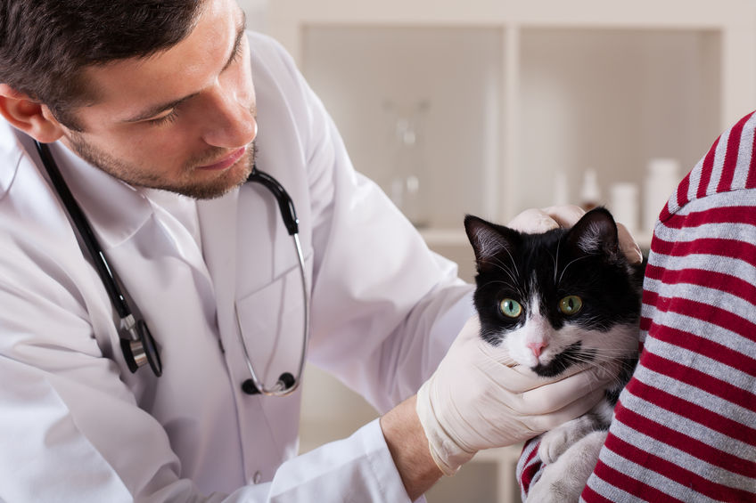 What To Do With Your Vet's Advice
