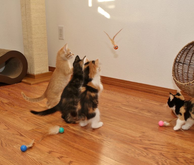 Bouncy Tail Balls! - Two Crazy Cat Ladies