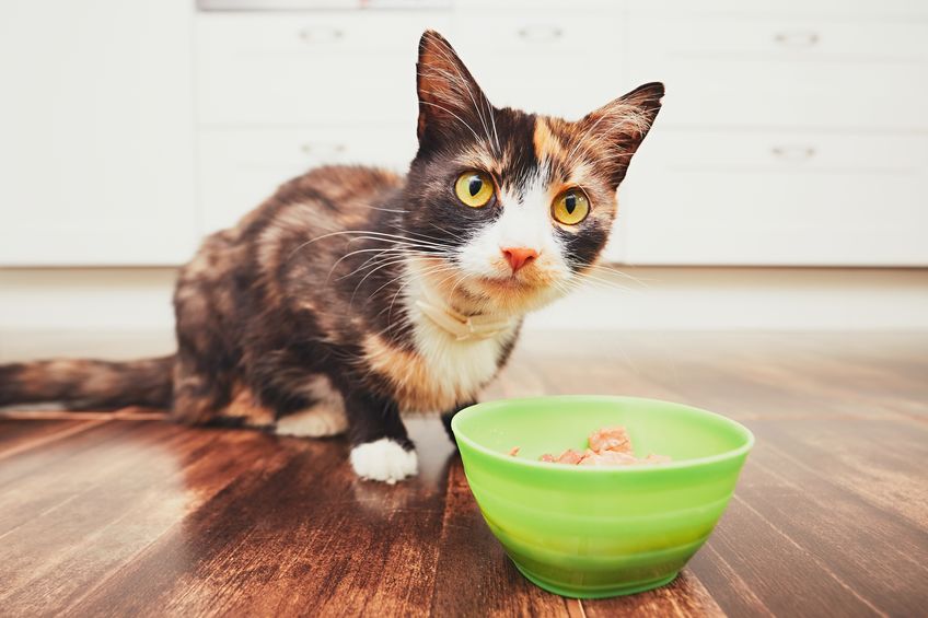 Should you be feeding in a cat food dish