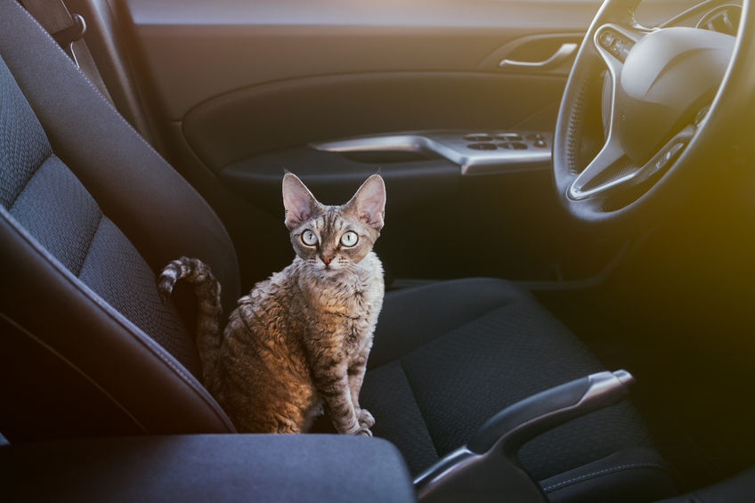 How to get your Cat To Take Car Rides